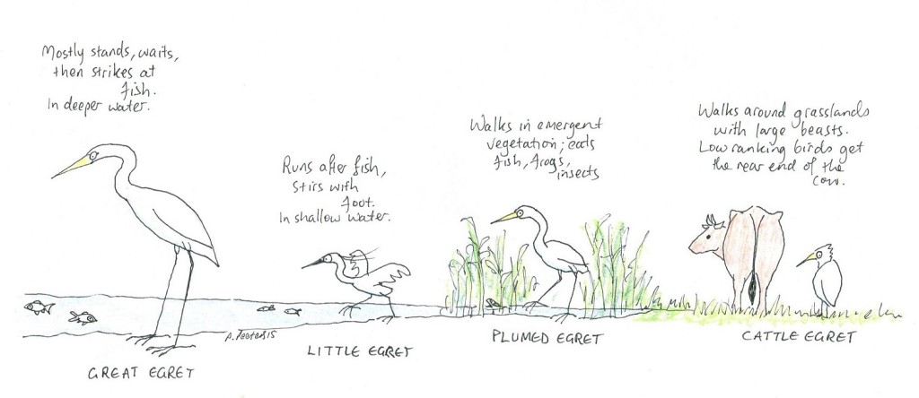 Feeding habits of four egret species.