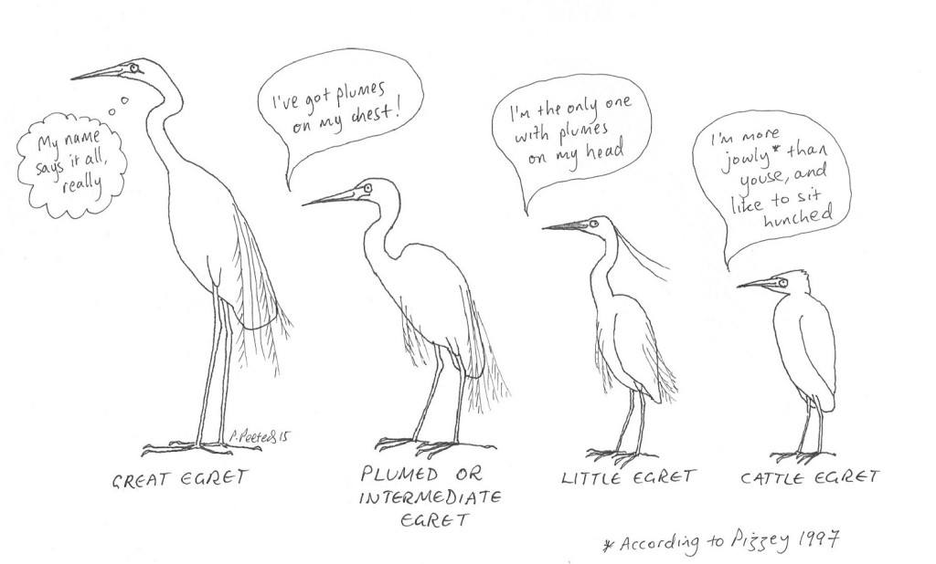 Four of the five egret species found in Australia (the reef egret is missing). The first three are in breeding plumage.