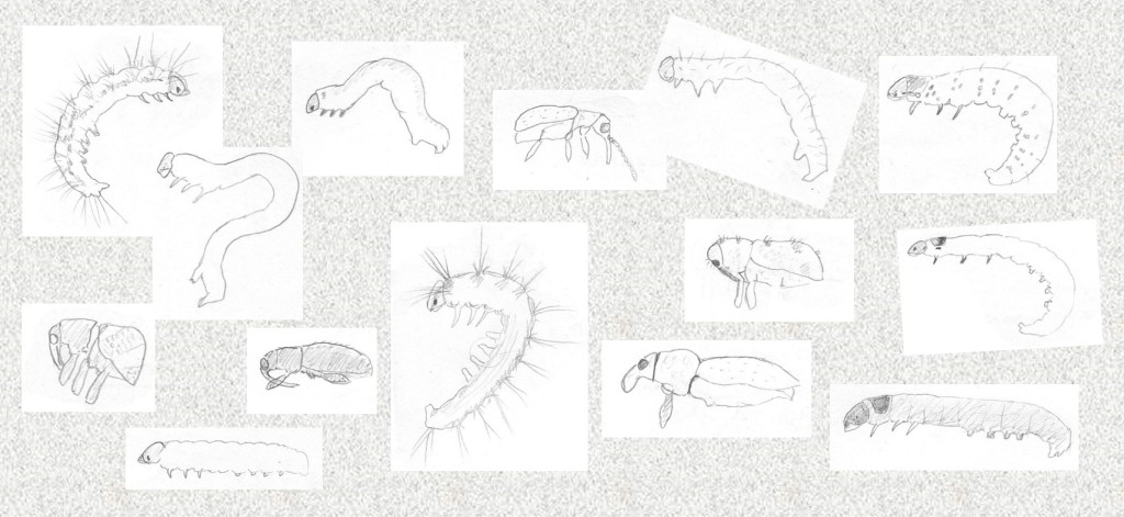 Sketches of insects collected from plants in southern Australia. Most are less than 5 mm in length.