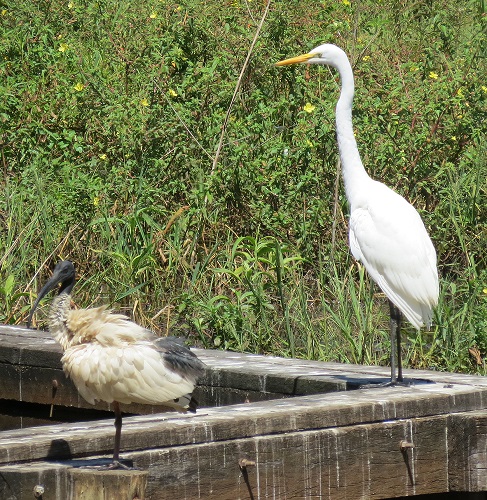 An Australian white ibis looking grubby next to a great egret.