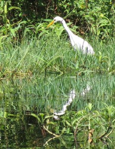 Plumed egret hunting in emergent vegetation.