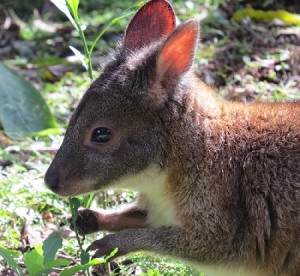 The red-necked pademelon, a small wallaby that dwells on the rainforest edges of eastern Australia. The Moreton bay fig is possibly the favorite food of the closely-related red-legged pademelon.