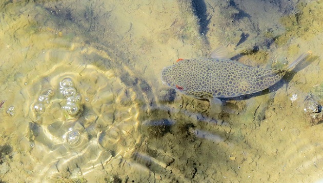 A common toadfish (Tetractenos hamiltoni) investigating some suspicious bubbles in the mangrove shallows near Nudgee.