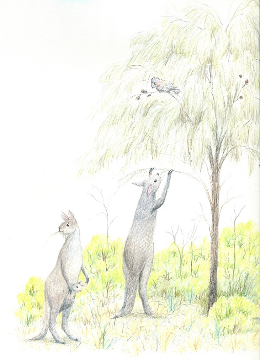 Artist's impression of the giant short-faced kangaroo, Procoptodon goliah, that lived in south-eastern Australia during the Pleistocene. By Paula Peeters, watercolour pencil on paper.