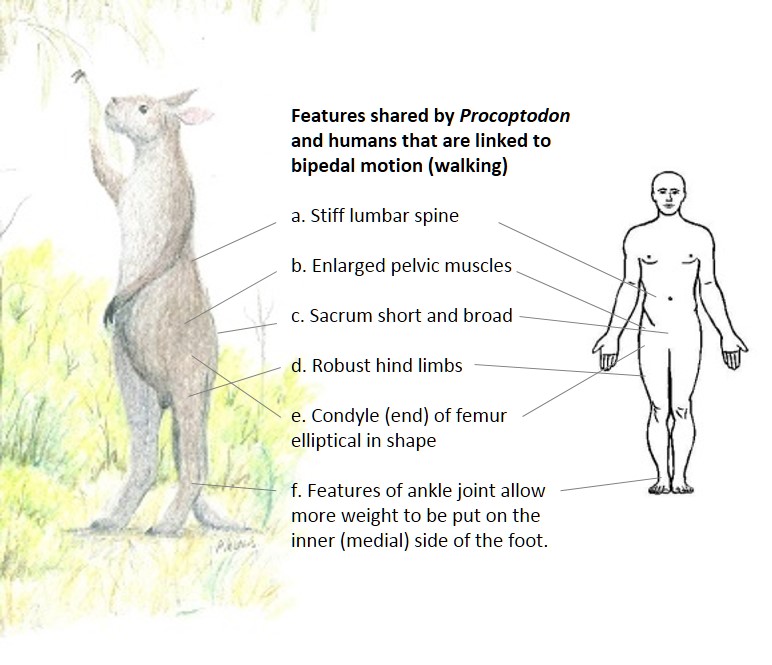 Features linked to bipedal motion that are shared between the giant short-faced kangaroo, Procoptodon goliah, and humans.