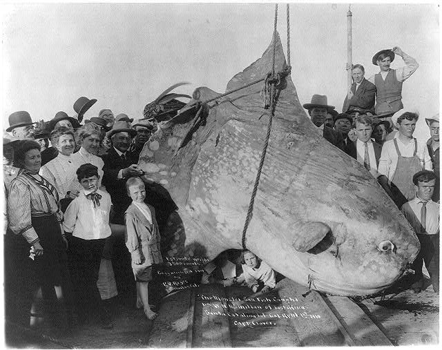 The monster sun fish caught by W.N. McMillan of E. Africa, at Santa Catalina Isl., Cal. April 1st, 1910. estimated wt. 3500 lbs. Courtesy of the Library of Congress.