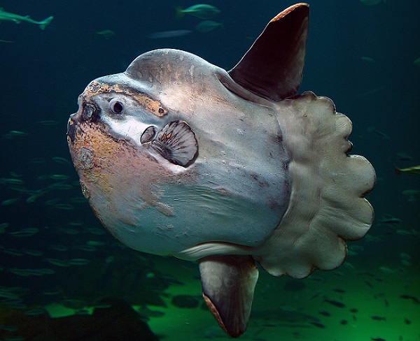 A Sunfish or Swimming head (Schwimmender kopf: German)(Mola mola). Image by Per-Ola Norman via Wikimedia Commons.