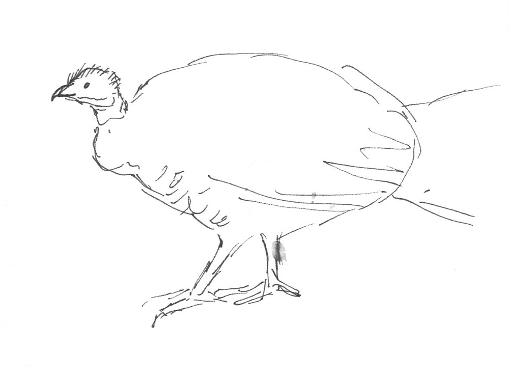 brush turkey Paperbark Writer