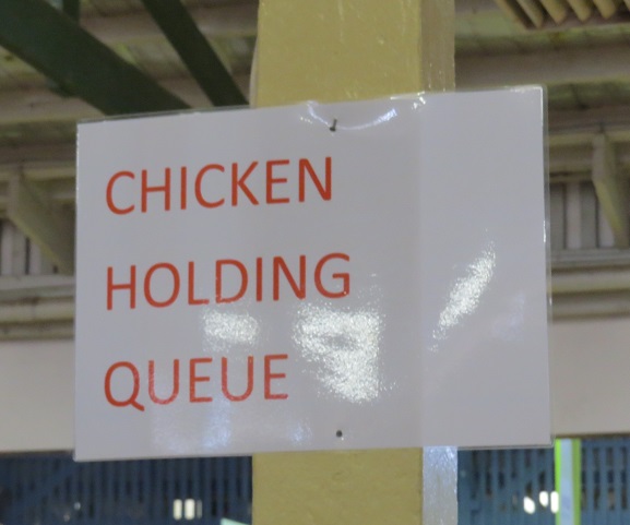 chicken holding