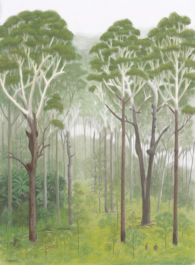 Blackbutt beasties, and forest portrait number two