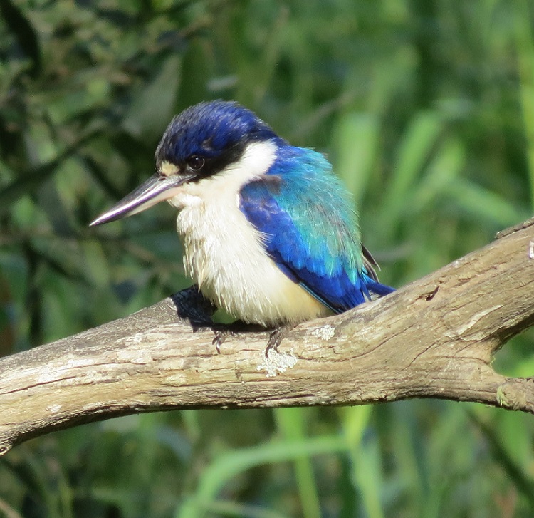 The kingfishers that don’t fish
