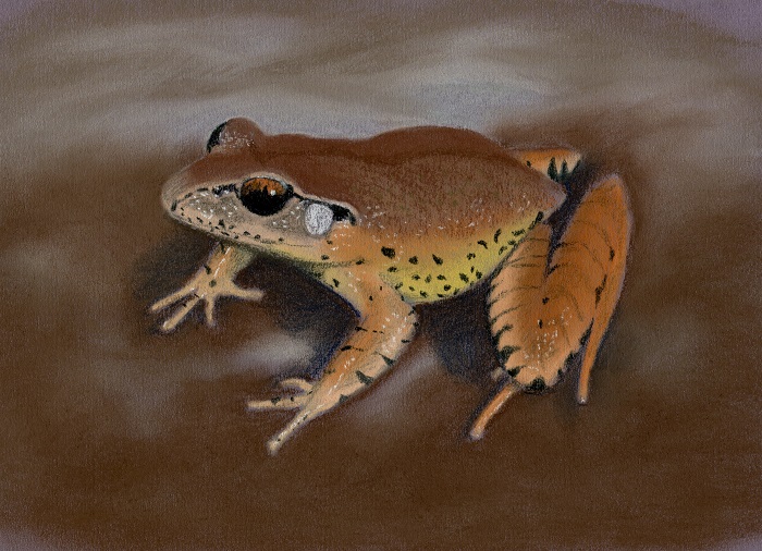 a-frog-s-tale-paperbark-writer