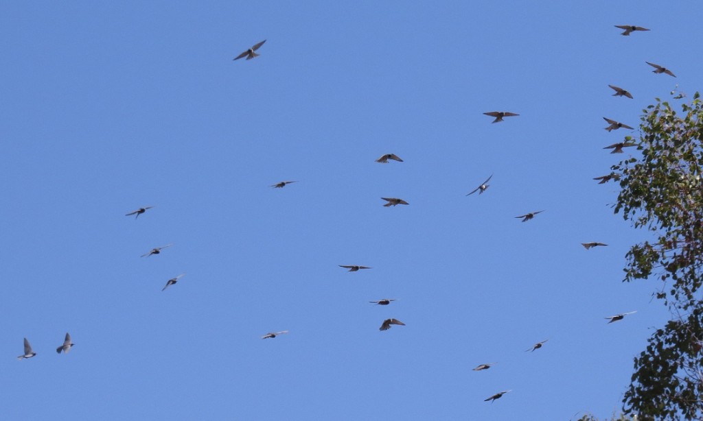 woodswallows flying