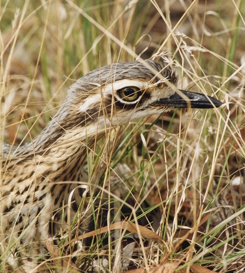 Rewilding Weeloo, the enigmatic bush stone-curlew