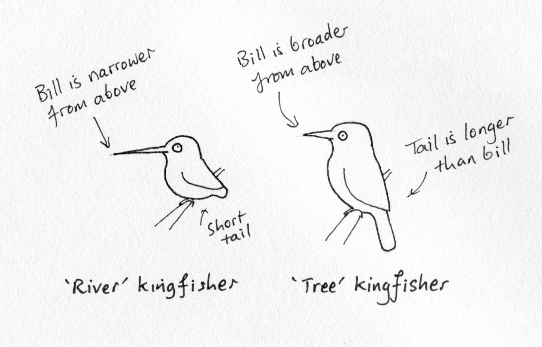 types of kingfishers001