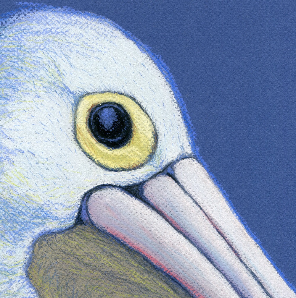 The wisdom of pelicans