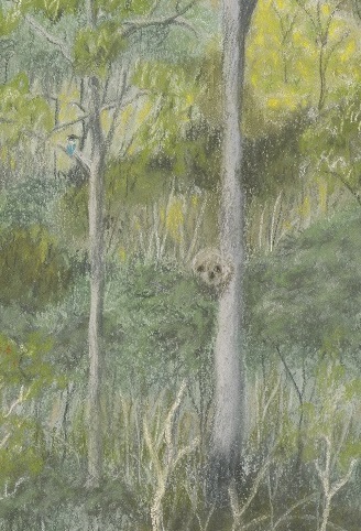 Detail of Scribbly gum woodland at Freshwater2