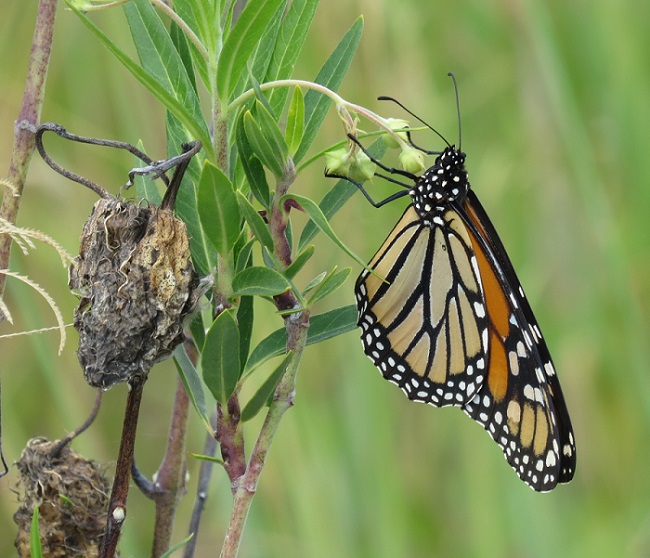 monarch on cottonbush