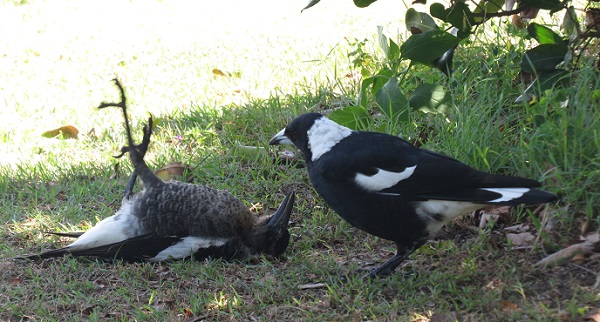 Magpies playing at Woody Head, New South Wales.