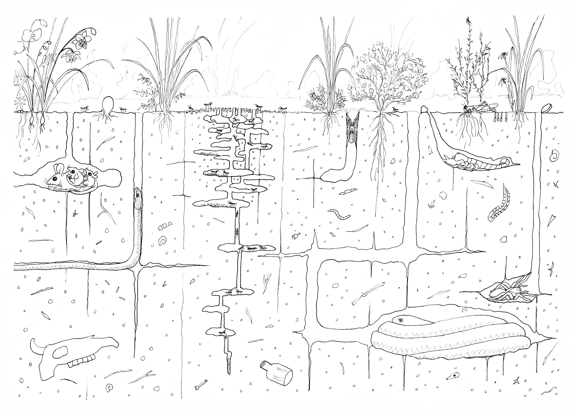 How to draw a grassland Part 3: What lies beneath? | Paperbark Writer