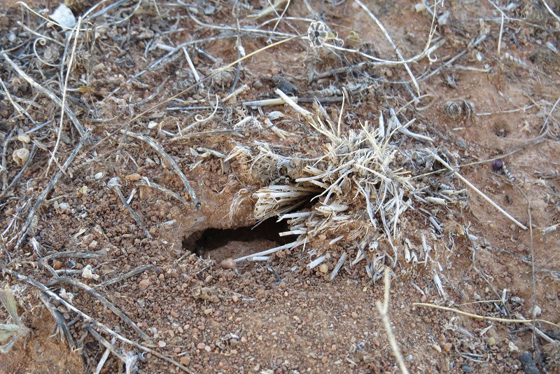 scorpion burrow entrance