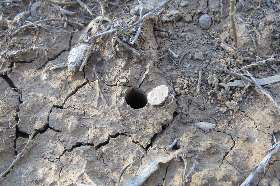 trapdoor spider burrow entrance