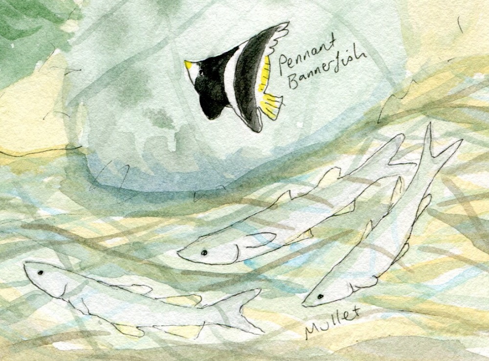 Bannerfish and mullet