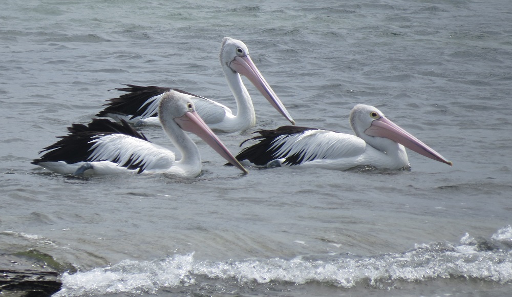 Pelicans cruising at Woody Head