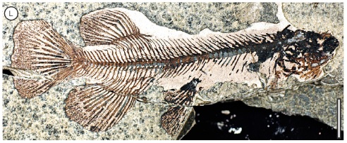 Galaxia fish fossil