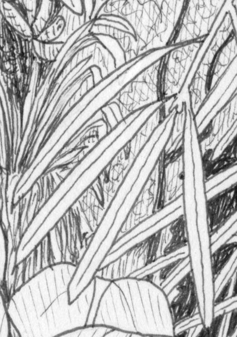 Podocarpus drawing
