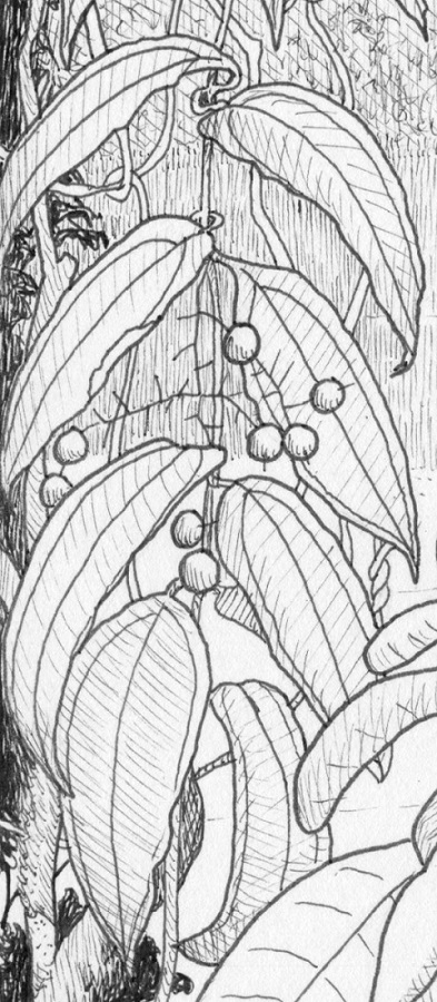 Ripogonum drawing