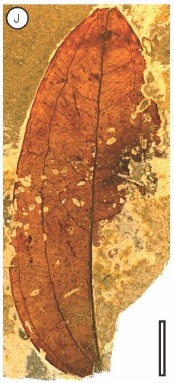 Ripogonum fossil leaf