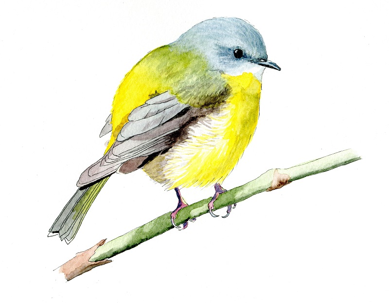 yellow-robin-small-paperbark-writer