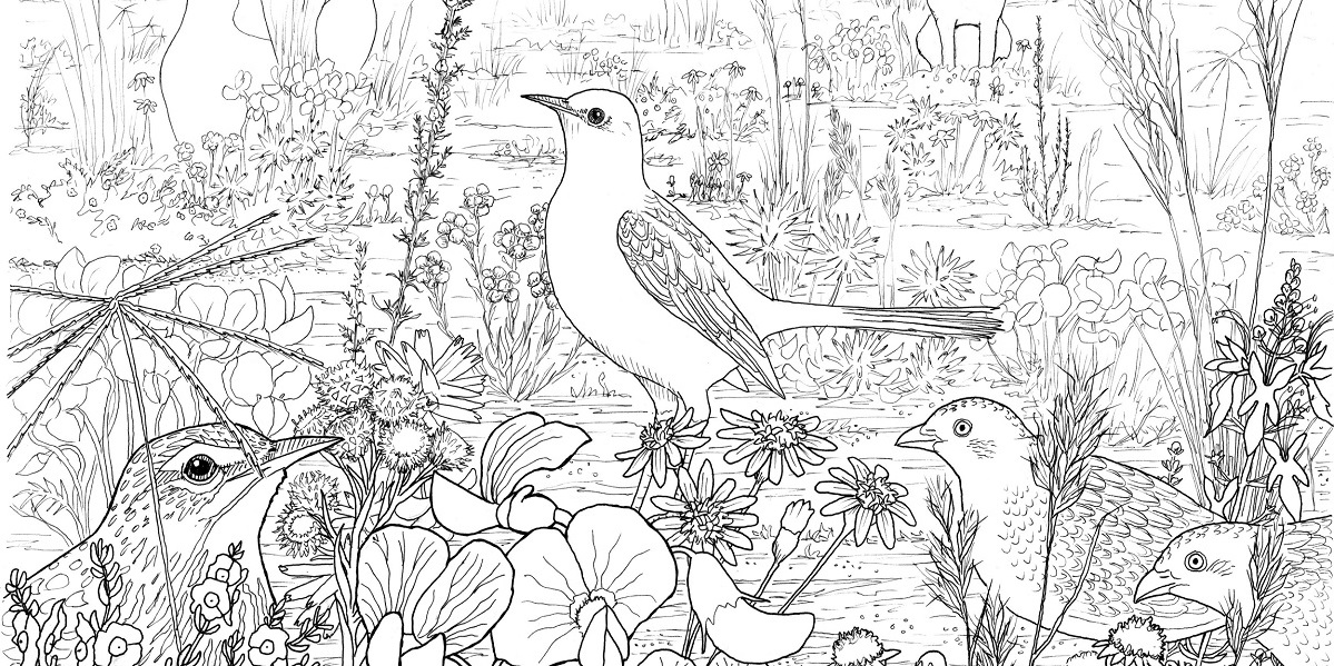 Free Riverina Grasslands colouring book to download