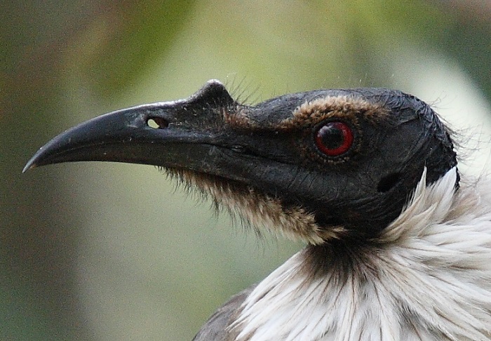 noisy_friarbird_closeup-by-mdecool-via-wikipedia