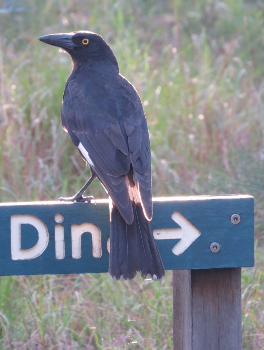 pied-currawong