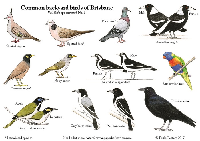 Common Backyard Birds Of Brisbane Small Paperbark Writer common-backyard-birds-of-brisbane-small-paperbark-writer