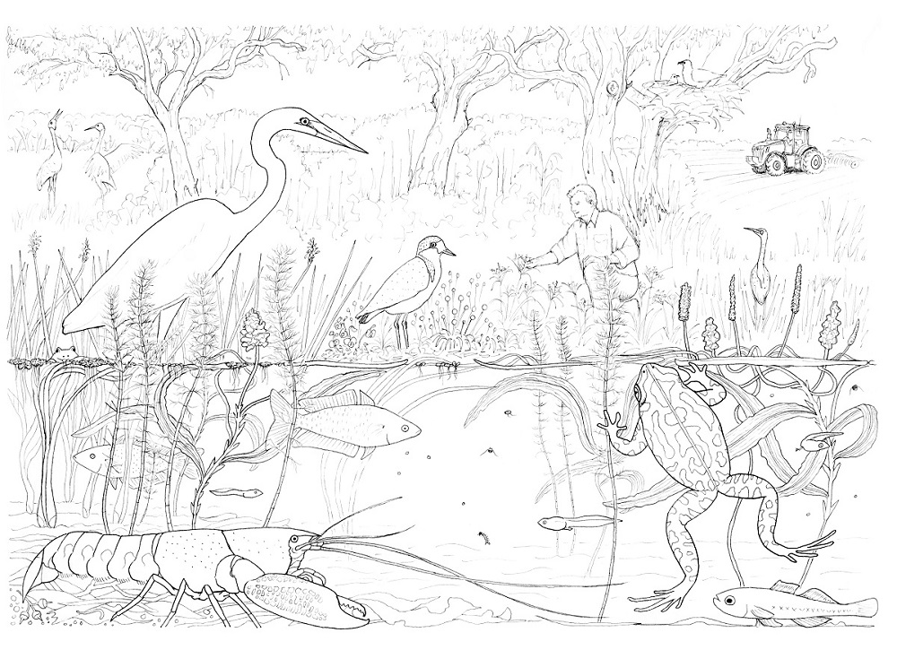 Wetland Animals Coloring Page Sketch Coloring Page