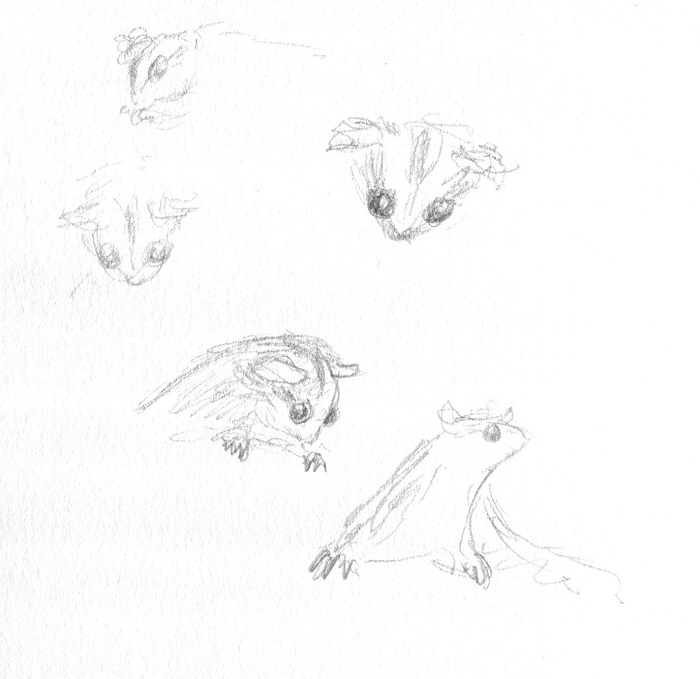 Geckos glider | Paperbark Writer