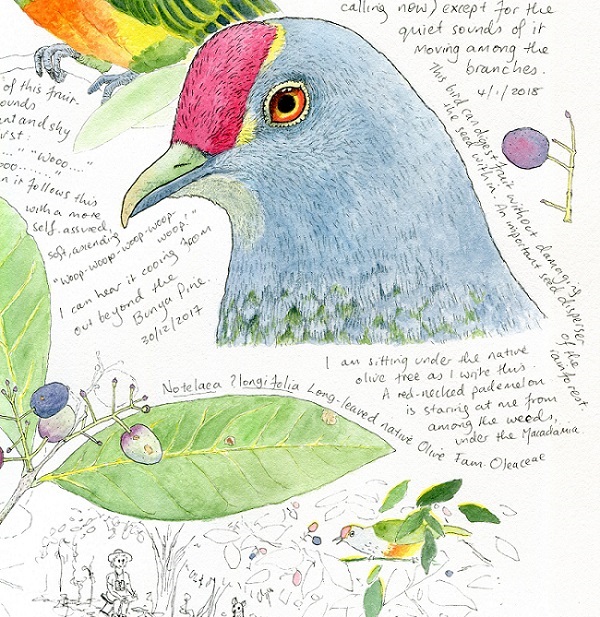 Rose-crowned fruit dove – nature study