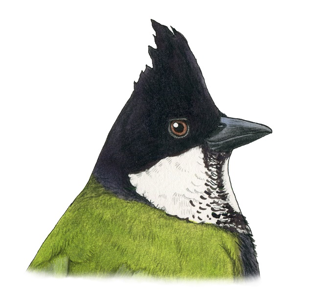 The Rainforest Birds of Gondwana