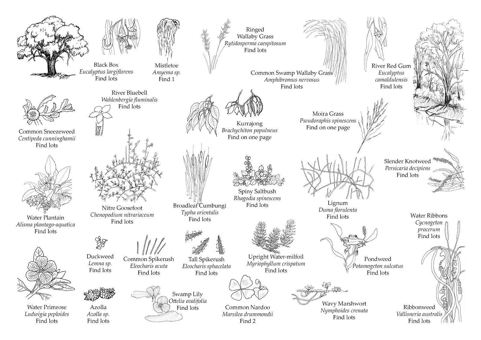 index of plants