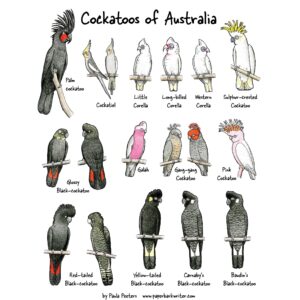 Cockatoos of Australia organic cotton tea towel