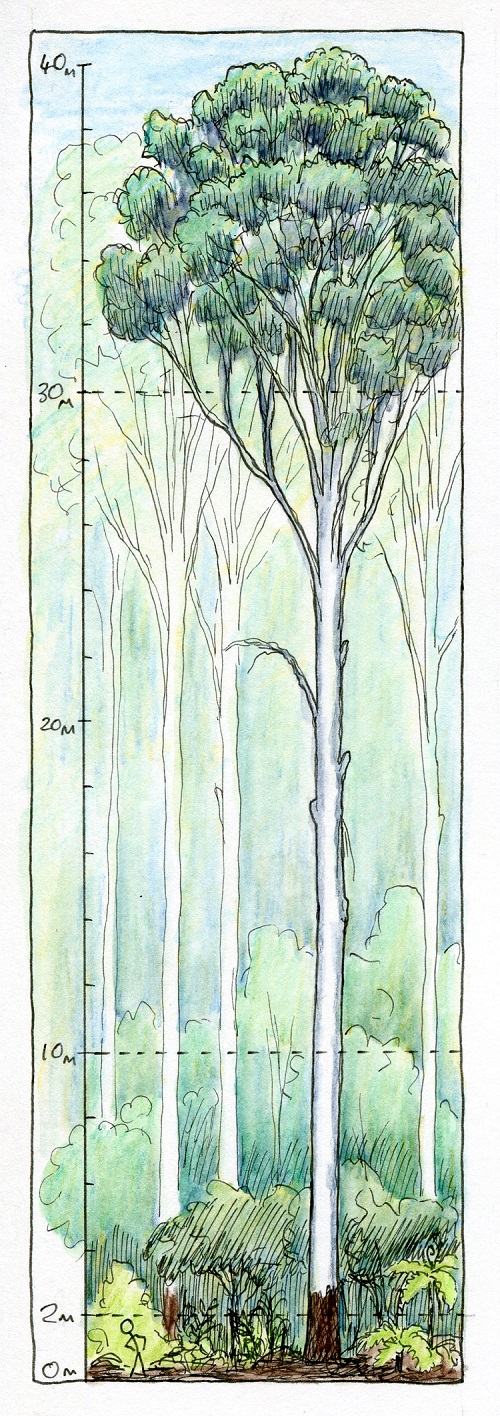 How do you describe a forest? (or woodland, shrubland, grassland…) Paperbark Writer