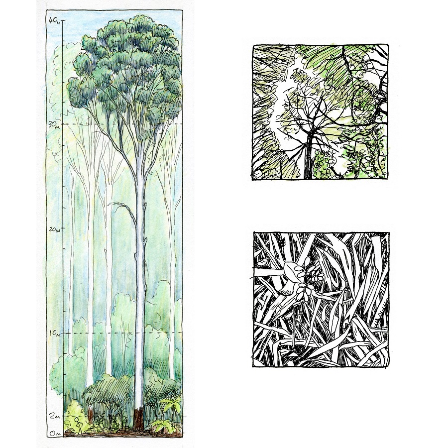 How do you describe a forest? (or woodland, shrubland, grassland…) Paperbark Writer