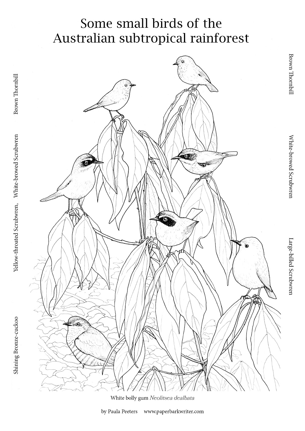 Free colour-in sheet: Small rainforest birds