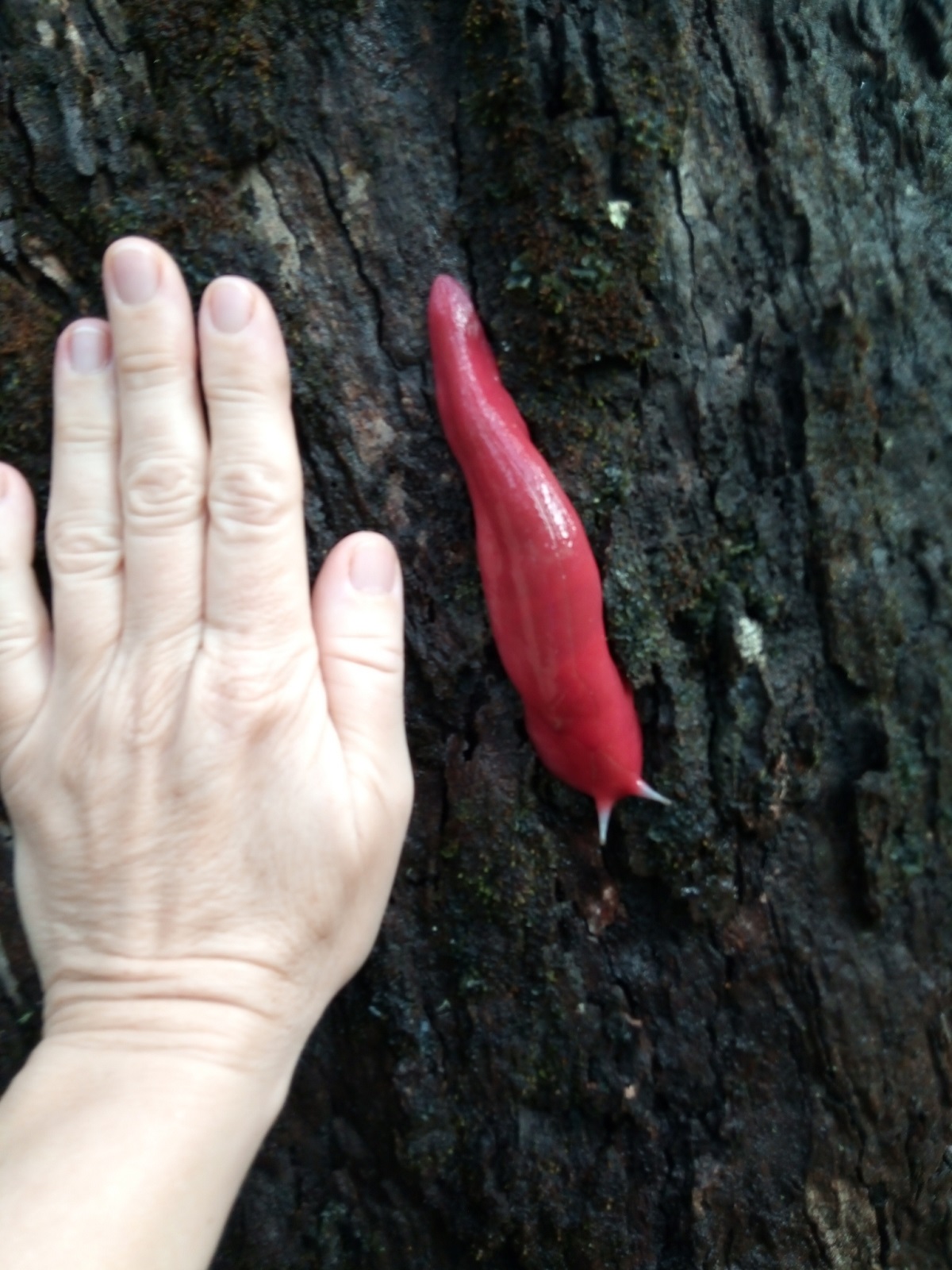 Leaf me alone! Are the Pink Slugs of Mt Kaputar pretending to be leaves?