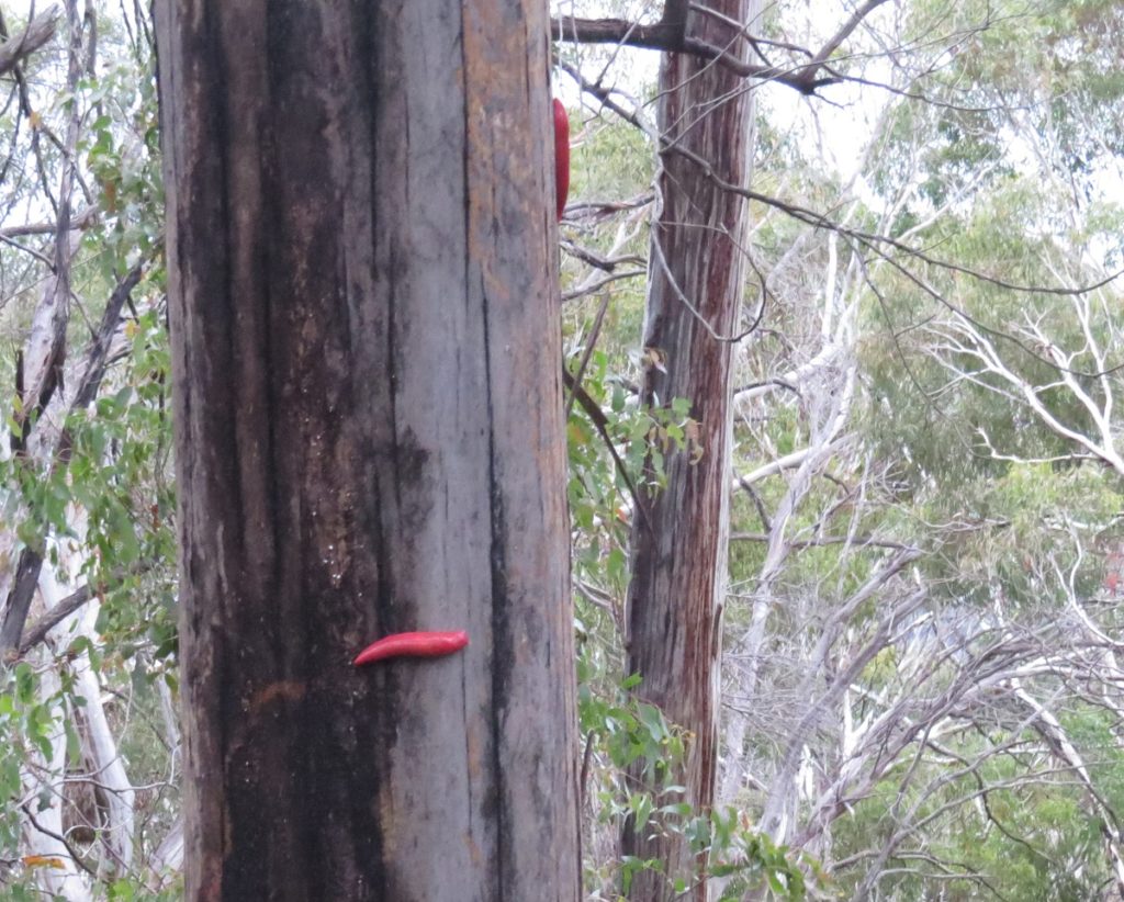 Leaf me alone! Are the Pink Slugs of Mt Kaputar pretending to be leaves ...