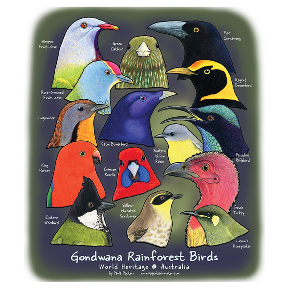 New ‘Gondwana Rainforest Birds’ tea towel design