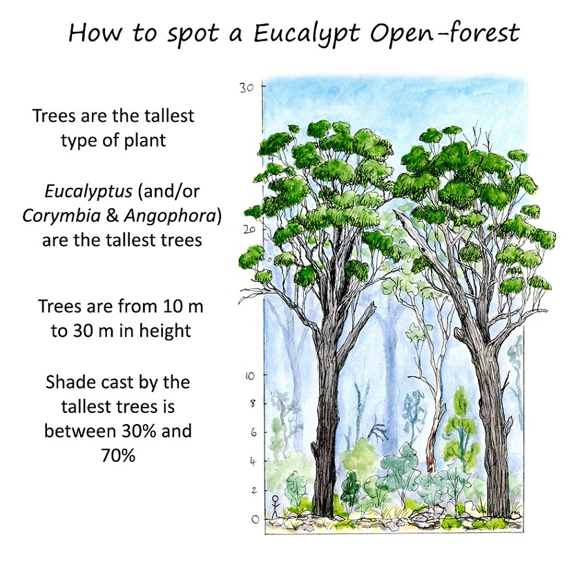 Open Forist Australian forests and where to find them | Paperbark Writer